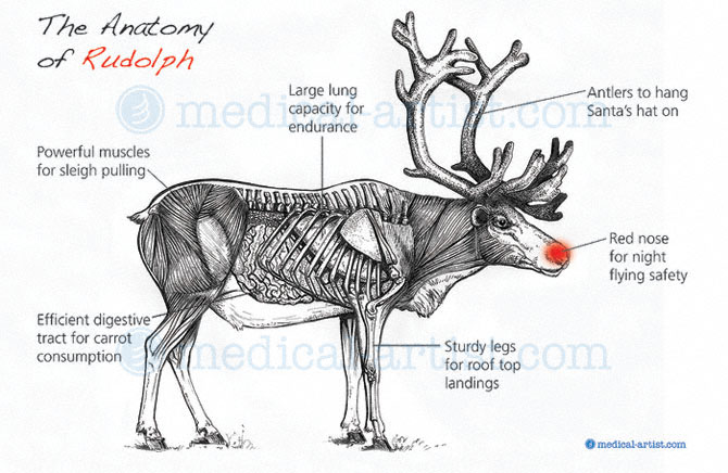 anatomy-rudolph-Xmas-Card-2011.jpg