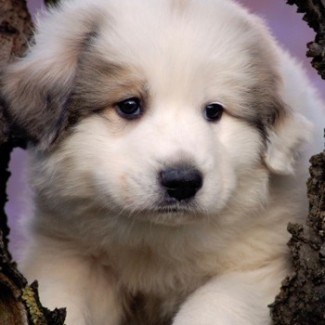 pyrenean-mountain-dog-puppy.jpg